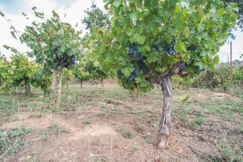 Blue grapes Stock Photos