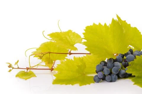 Blue grapes Stock Photos