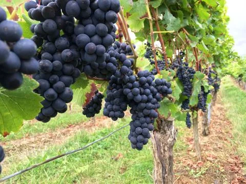 Blue grapes Stock Photos