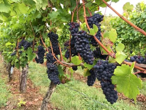 Blue grapes Stock Photos