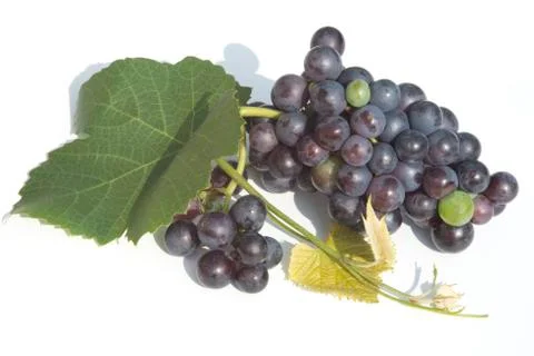 Blue grapes 写真素材