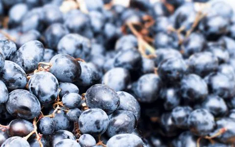 Blue grapes. Stock Photos