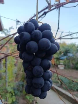 Blue grapes Stock Photos