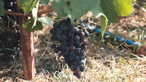 Blue grapes ripened on a vine in the fall on a field Stock Footage 102826282