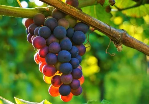 Blue grapes in the sun Stock Photos