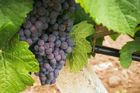 Blue grapes on vine close-up. Stock Photos