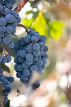 Blue Grapes On Vine Stock Photos