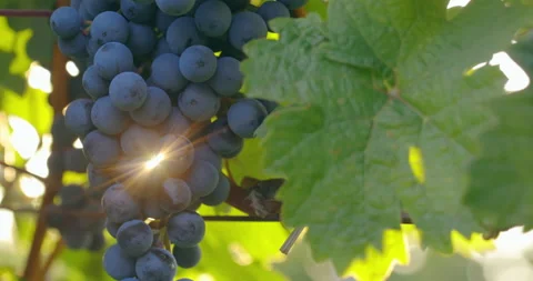 Blue grapes on the vines with the sun shining through, slider shot Stock Footage 219614811