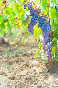 Blue grapes in the vineyard Stock Photos