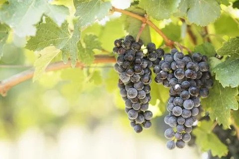 Blue grapes in vineyard Stock-Fotos