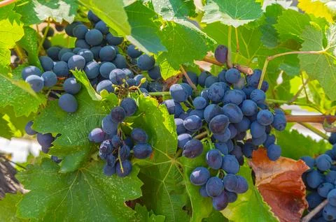 Blue grapes for winemaking Stock Photos