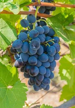 Blue grapes for winemaking Stock Photos