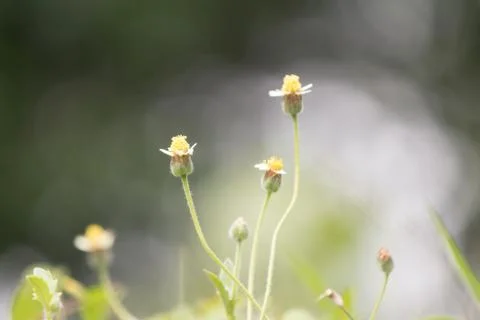 Blue grass background. Stock Photos