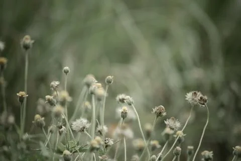 Blue grass background. Stock Photos
