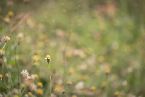 Blue grass background. Stock Photos