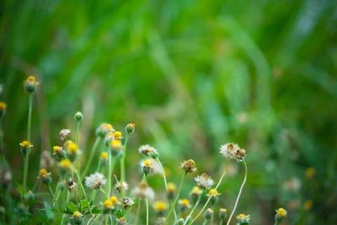 Blue grass background. Stock Photos