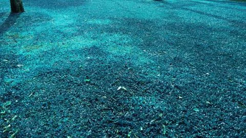 Blue grass texture background in the park. Stock Photos