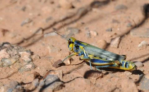 Blue Grasshopper Stock Photos