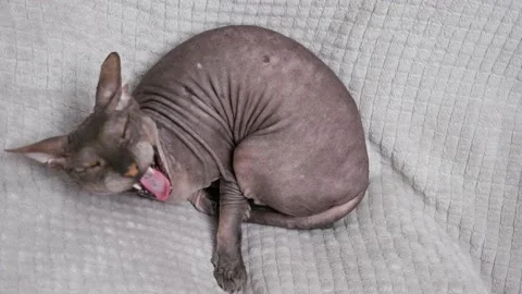 A blue-gray cat of the sphync breed, lies on a gray blanket and yawns. view from Stock Footage 161843179