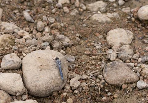 Blue gray dragonfly on stone Stock Photos