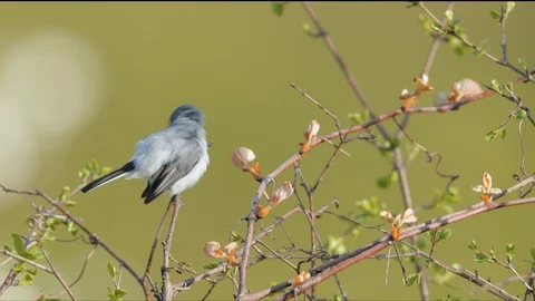Blue-gray Gnatcatcher Stock Footage 127262970