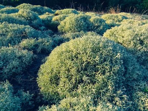 Blue-gray moss on the sandy edge of a coniferous forest. Stock Photos