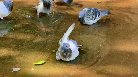 Blue gray pigeons bathing in a puddle right on the sidewalk. Stock Footage 327540965