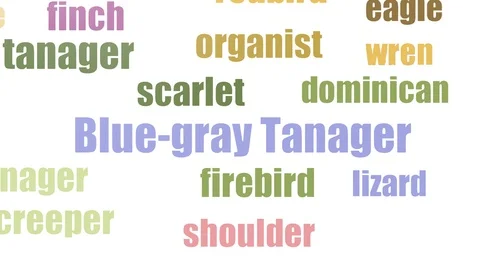 Blue Gray Tanager Tag Cloud Animated Isolated On White Stock Footage 103653350