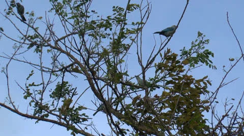 Blue-gray Tanagers Stock-Footage 23576798
