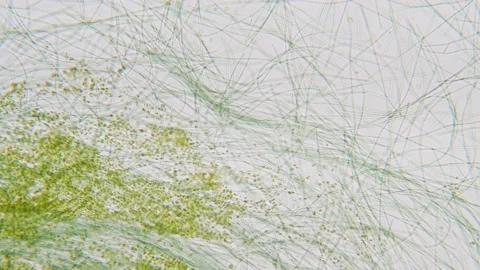 Blue green alga movement time lapse under microscope bright field Stock Footage 172257328