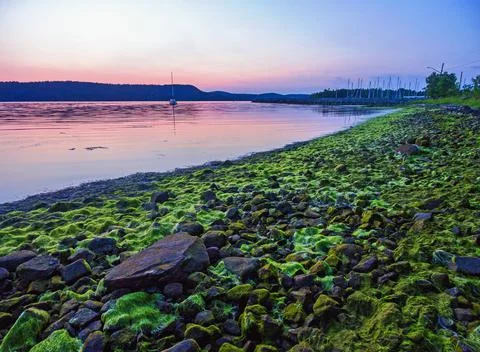Blue-Green Algae - 2 Stock Photos