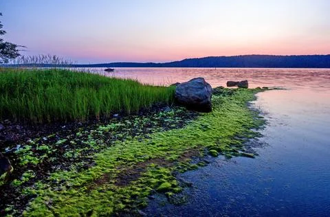 Blue-Green Algae - 3 Stock Photos