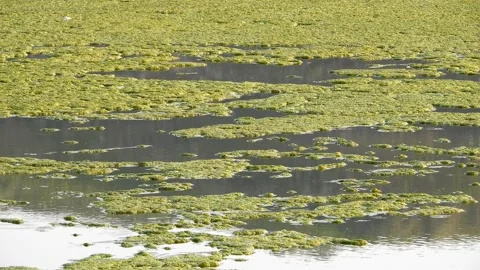 Blue Green algae bloom on calm lake surface. Stock Footage 172519402