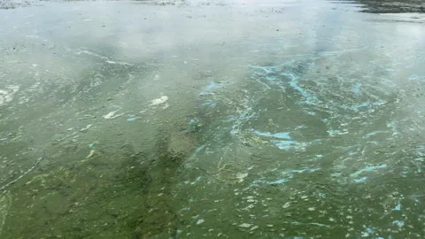 Blue Green Algae Bloom Stock Footage 137843164