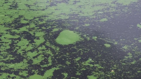 Blue Green Algae Blooms floating on river surface Vídeos de archivo 280928122