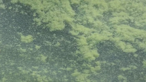 Blue-green algae clumps are floating in the sea - close up Stock Footage 98038835