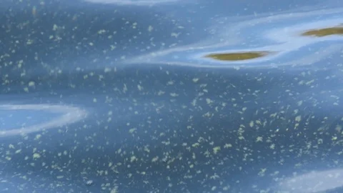 Blue-green algae clumps are floating in the sea - close up Stock Footage 98039528