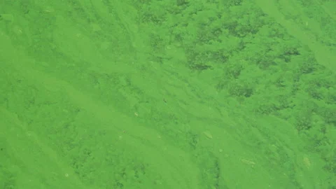Blue-green algae in a lake Vidéo 205300796