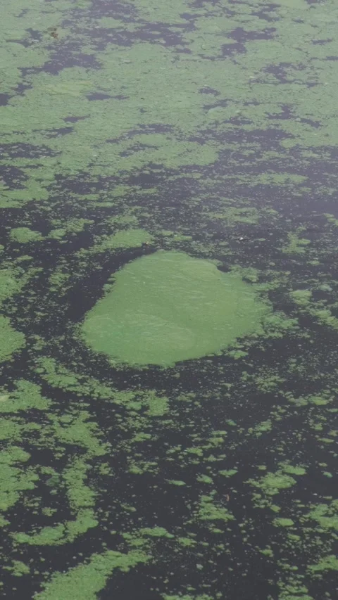 Blue Green Algae pollution Lough Neagh Vídeos de archivo 293725326