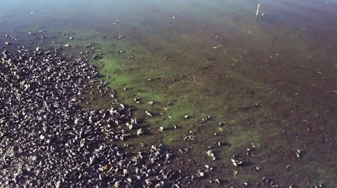 BLUE GREEN ALGAE STUART FLORIDA  Stock Footage 64860094