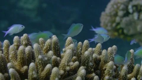 Blue-green damselfish close up Stock Footage 167758534