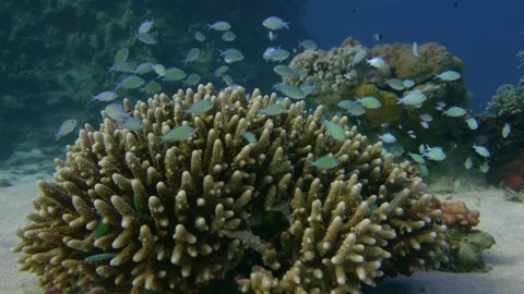 Blue-green damselfish Vidéo 167755722