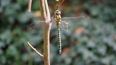 Blue green dragonfly with only 3 wings sits on a branch Stock Footage 115240405