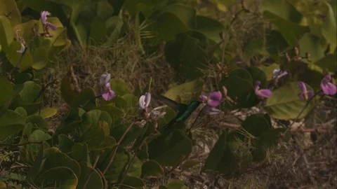 Blue Green Hummingbird Flapping its wings in Slow Motion Stock Footage 82879713