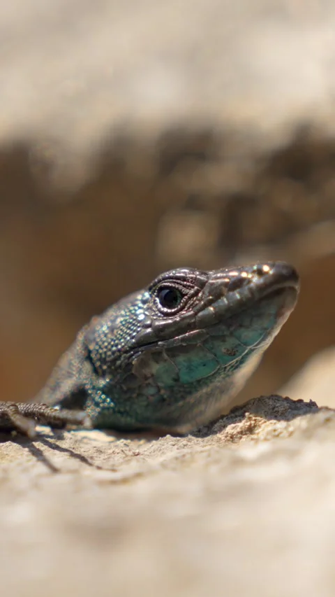 Blue green lizard basking on a sunlit rock and slowly turning its head outdoo Stock Footage 346960030