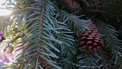 Blue Green Pine Needles With Cones Closeup Vídeo Stock 344684832