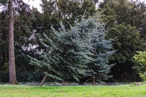 A blue green spruce tree grows at striking angle in a grassy park clearing. Stock Photos