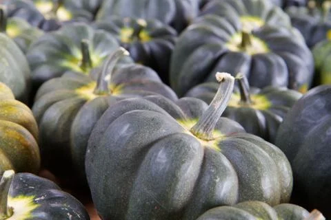 Blue green squash Stock Photos
