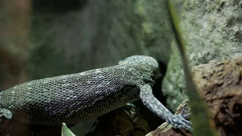 Blue green Varan climbing Video stock 74877778