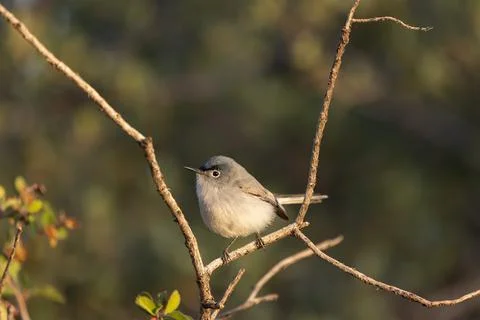Blue Grey Gnatcatcher facing left in morning sun Stock Photos